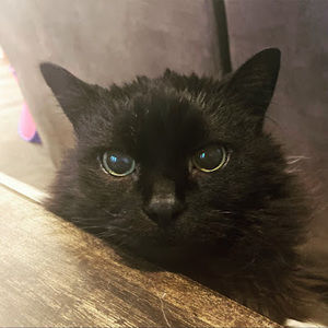 Meet your Posher, Londyn